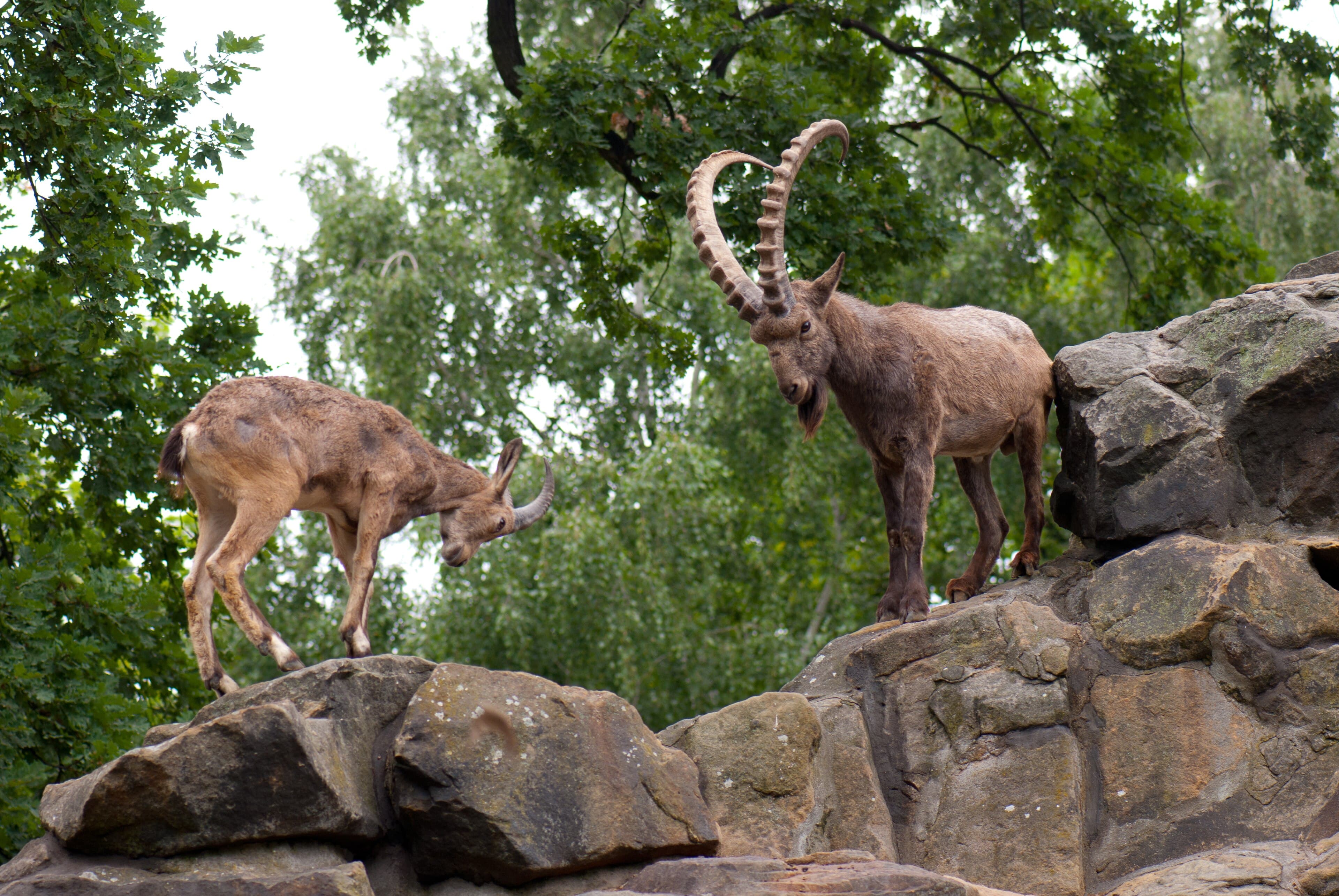 Himalayan ibex on the winter cliffs of Khunjerab National Park