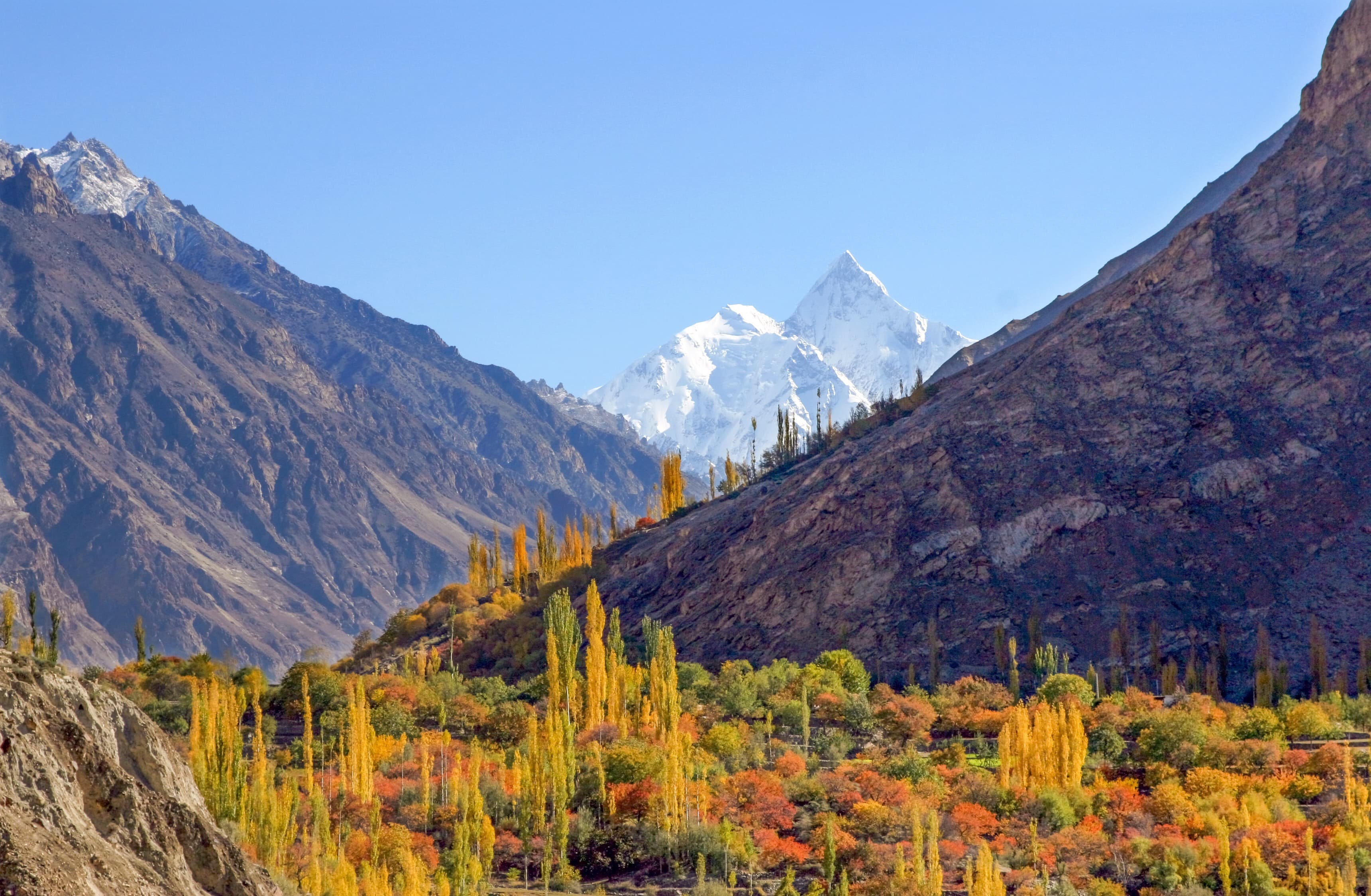 Golden poplar trees below snow peaks on the Hunza autumn photography tour